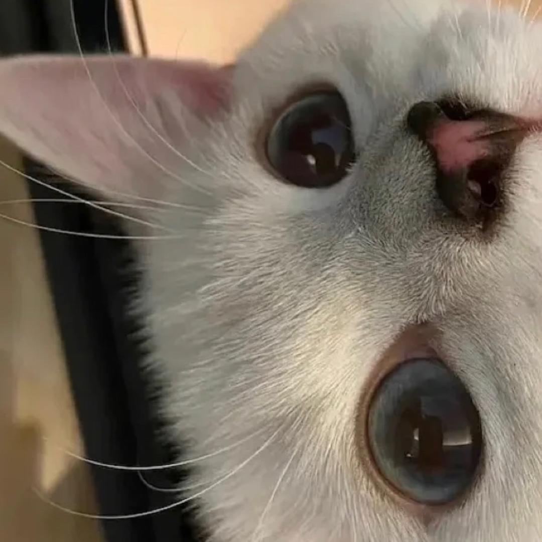 zzzyn
