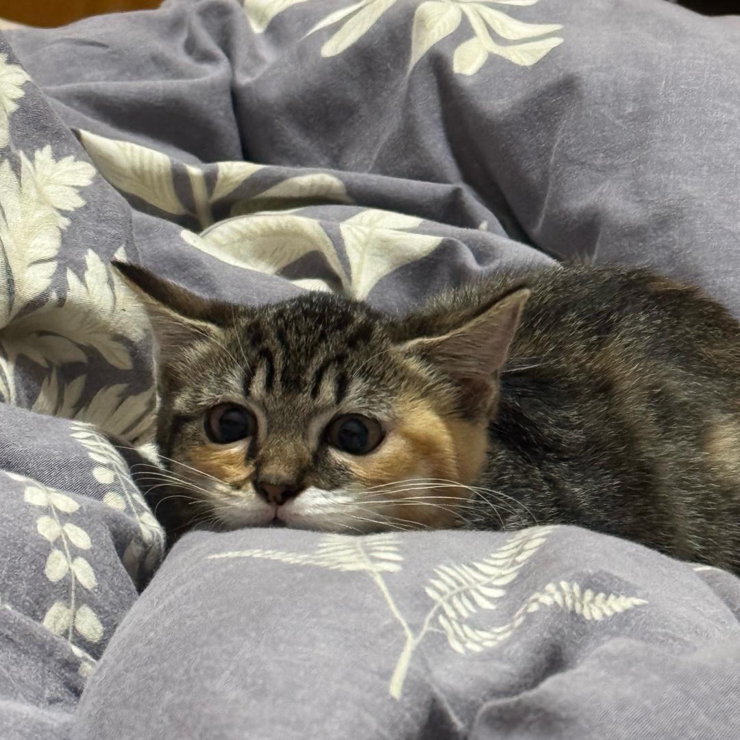 没有电的钢铁侠