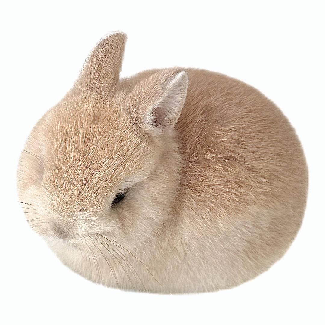 冰派甜心