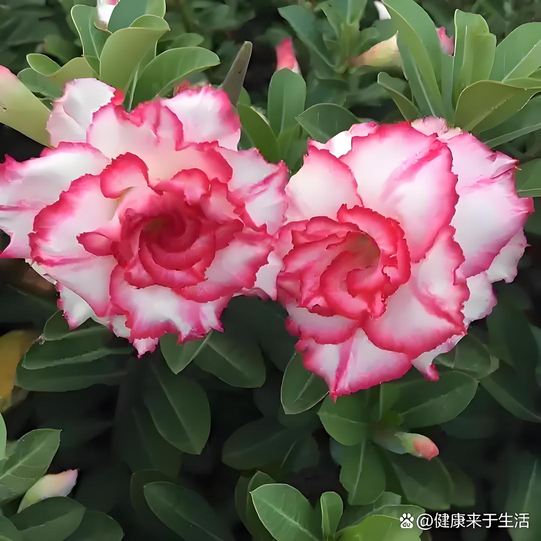 胖胖沙漠玫瑰批发基地