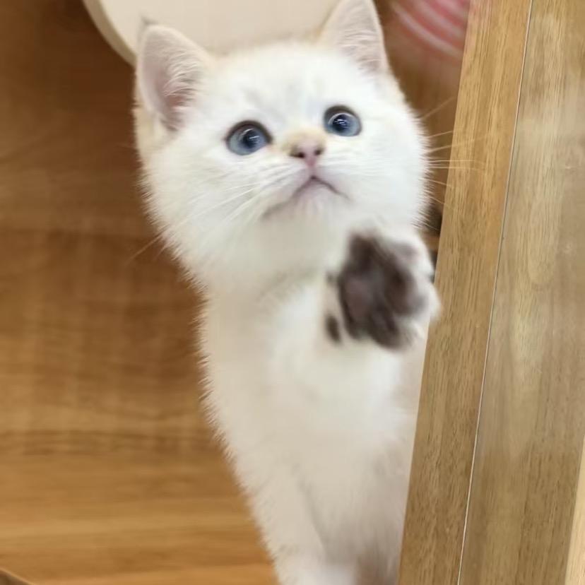 喜猫喜狗（富康路店）