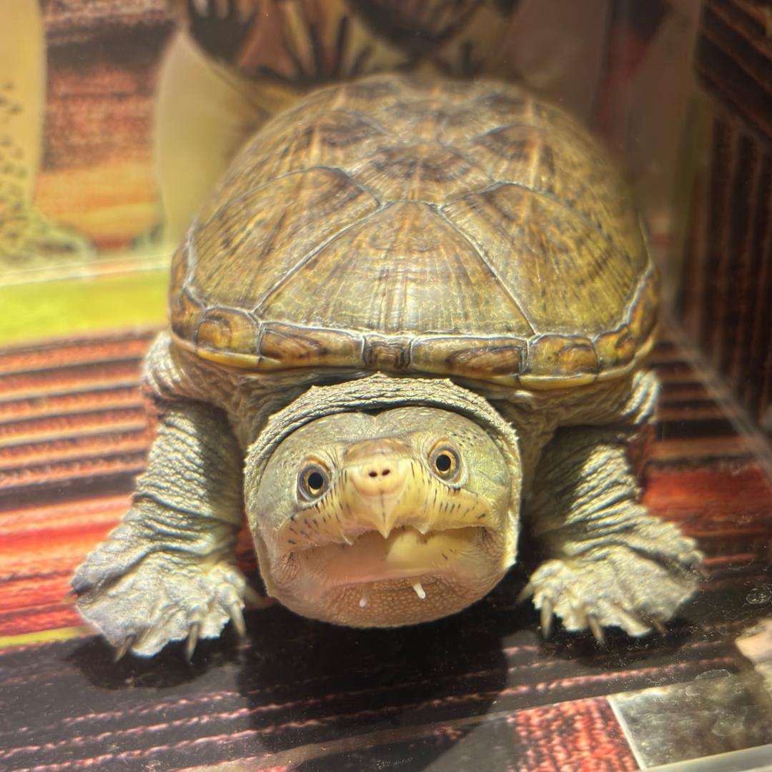 周吉鸿毛鸿吉宏昌🐢