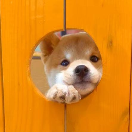 柴府犬舍日常
