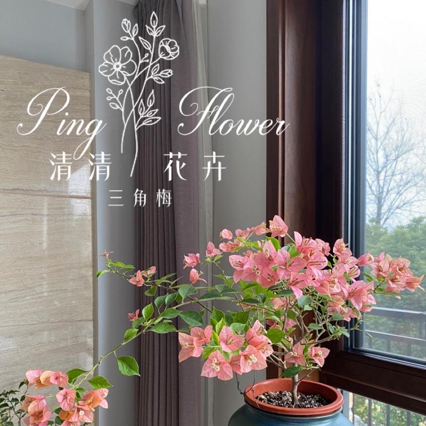 清清三角梅花卉
