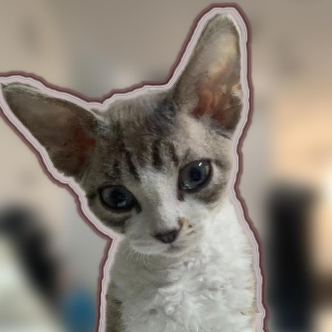 赫本的猫宠物用品店
