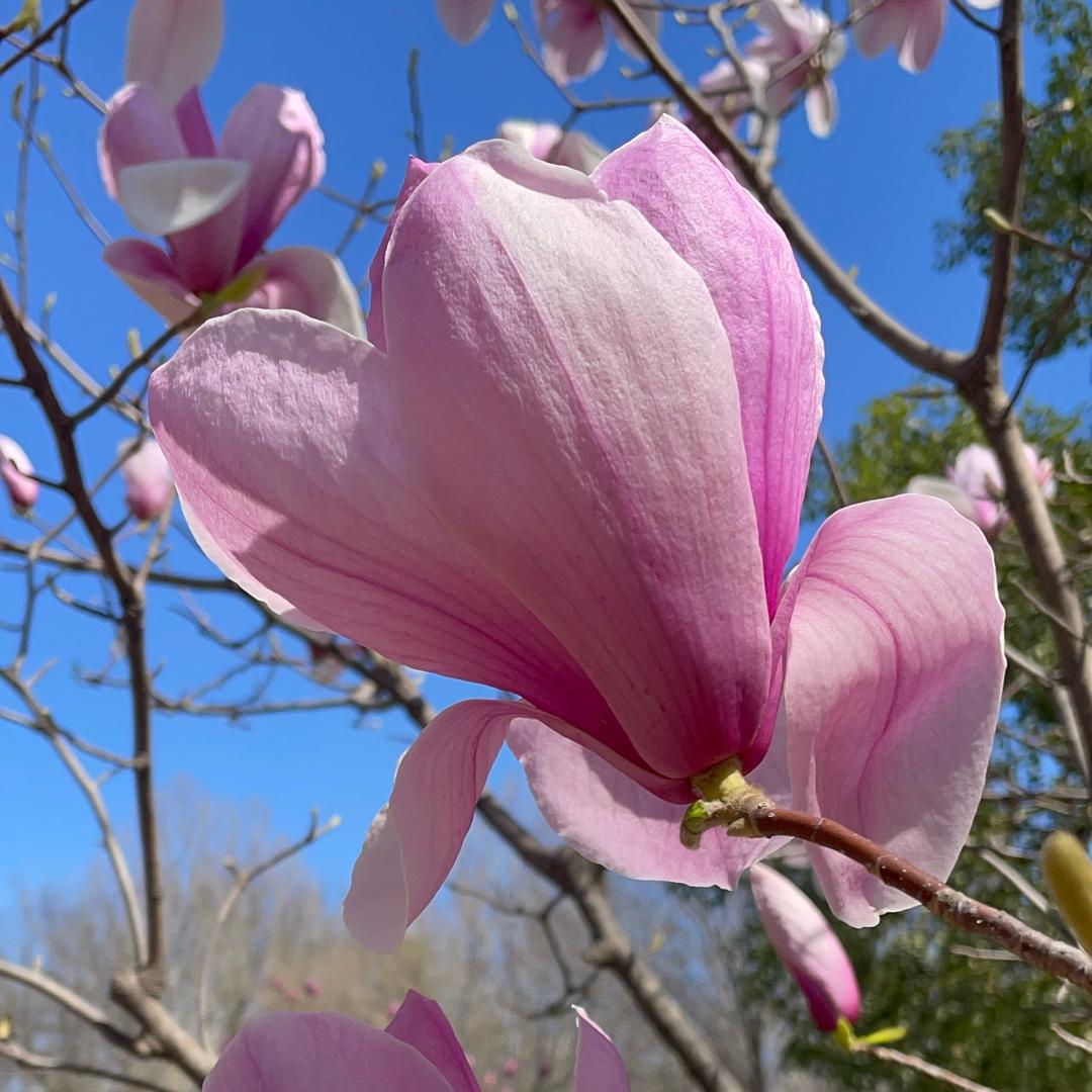花树先生🧑‍🏫