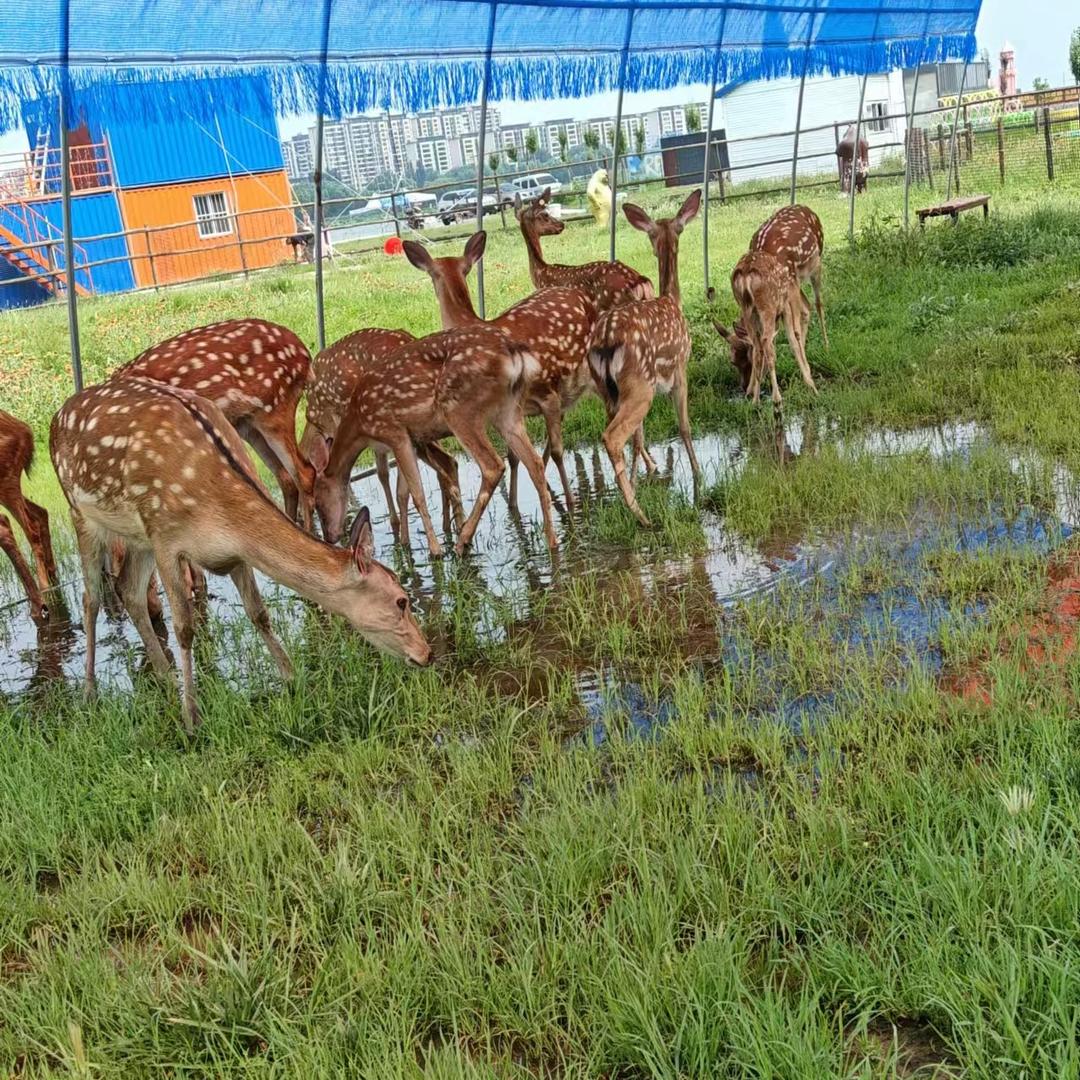 双塔区萌宠乐园