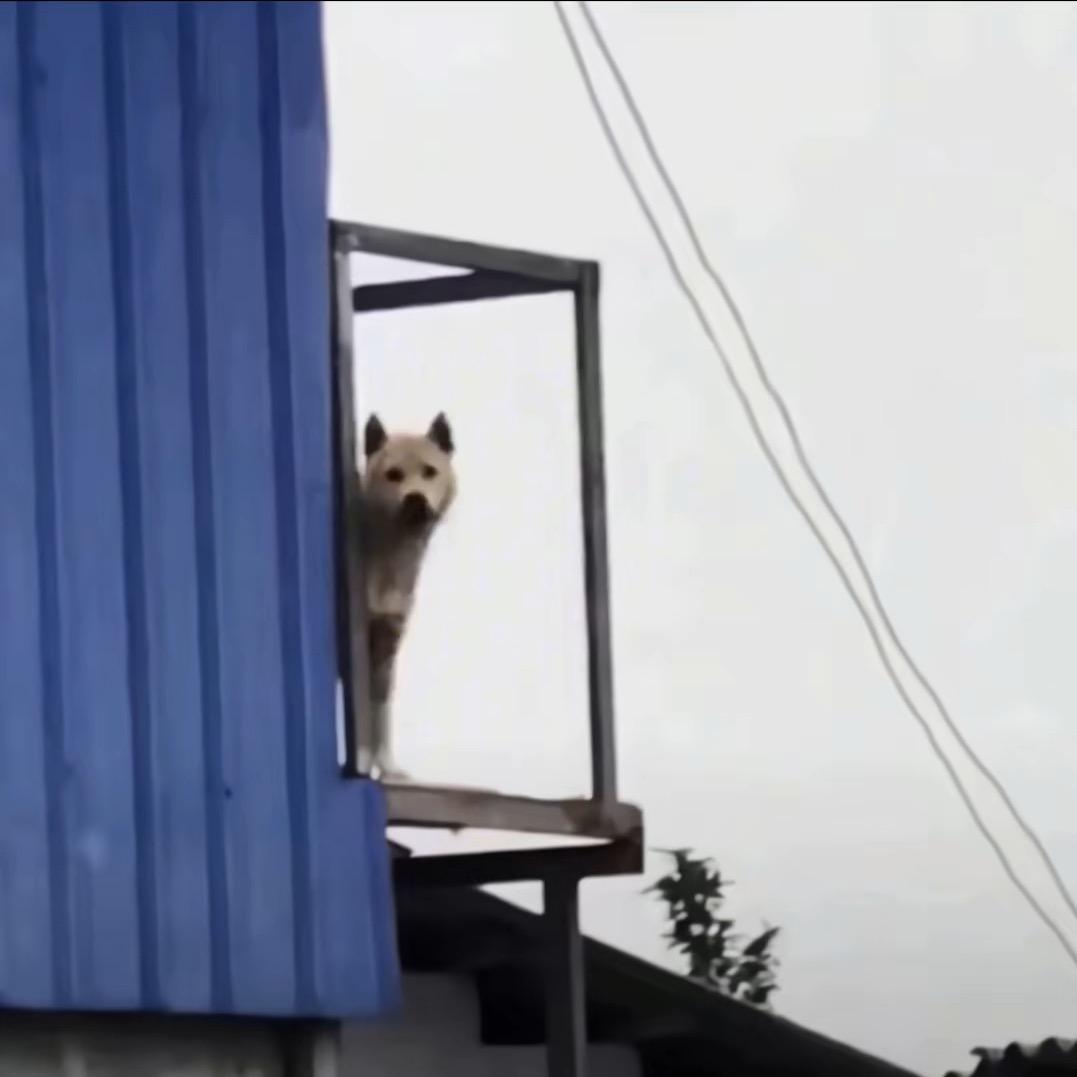 荷包damn