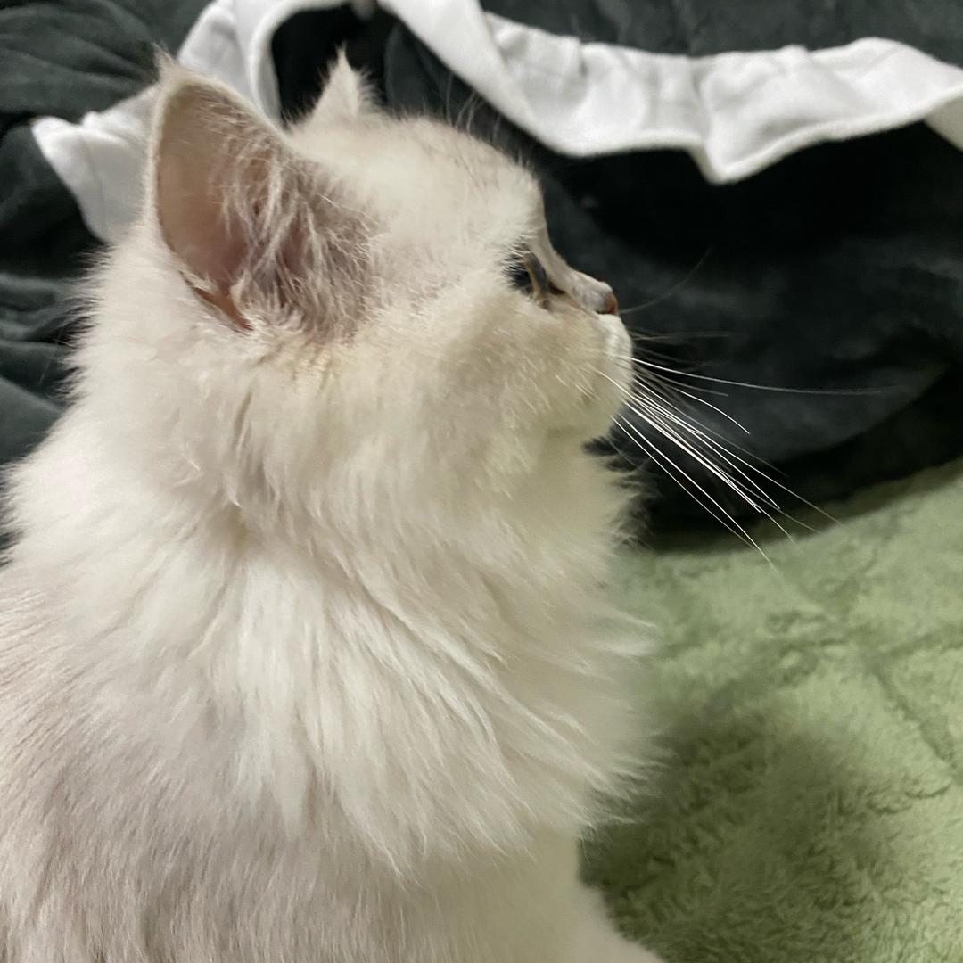 呆猫🐱