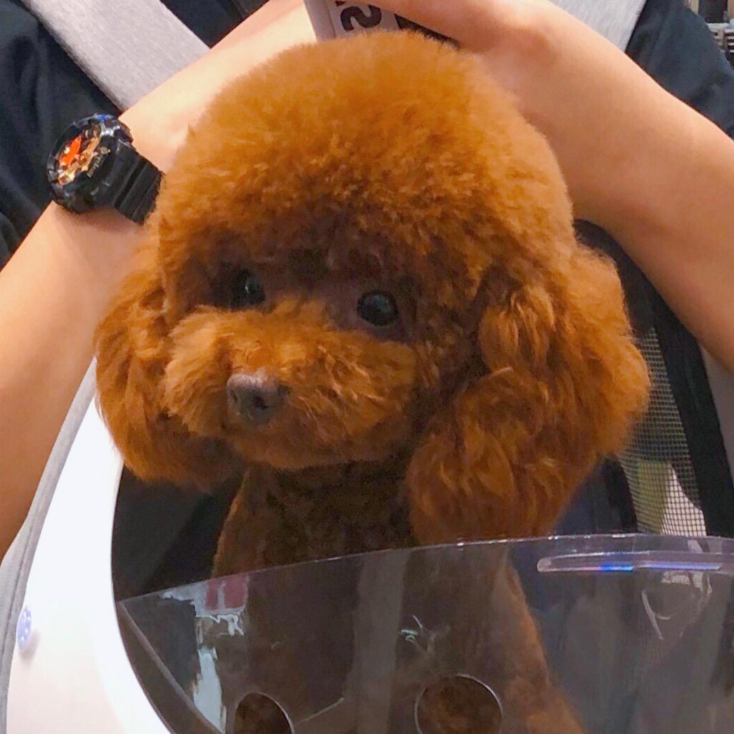鹿鹿的汤女士