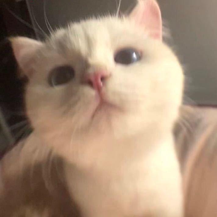 梨荚乐
