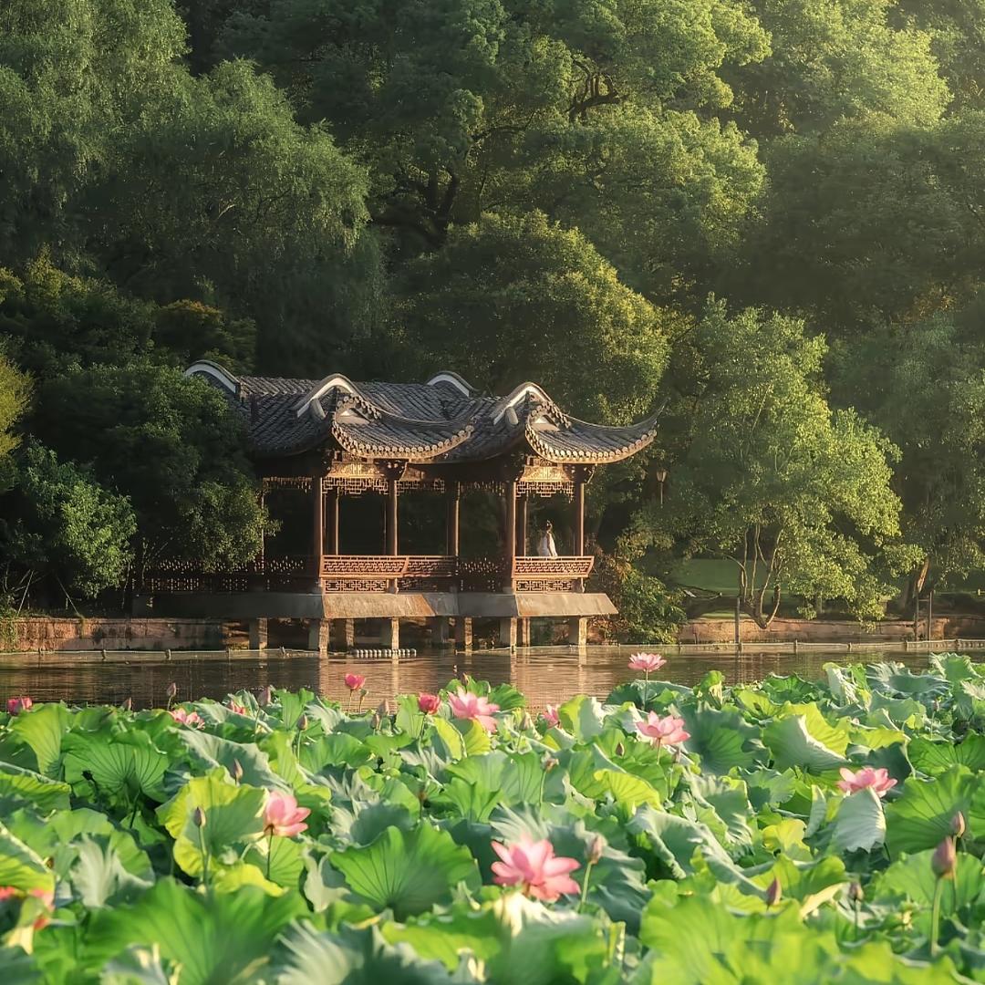 菡萏🪷