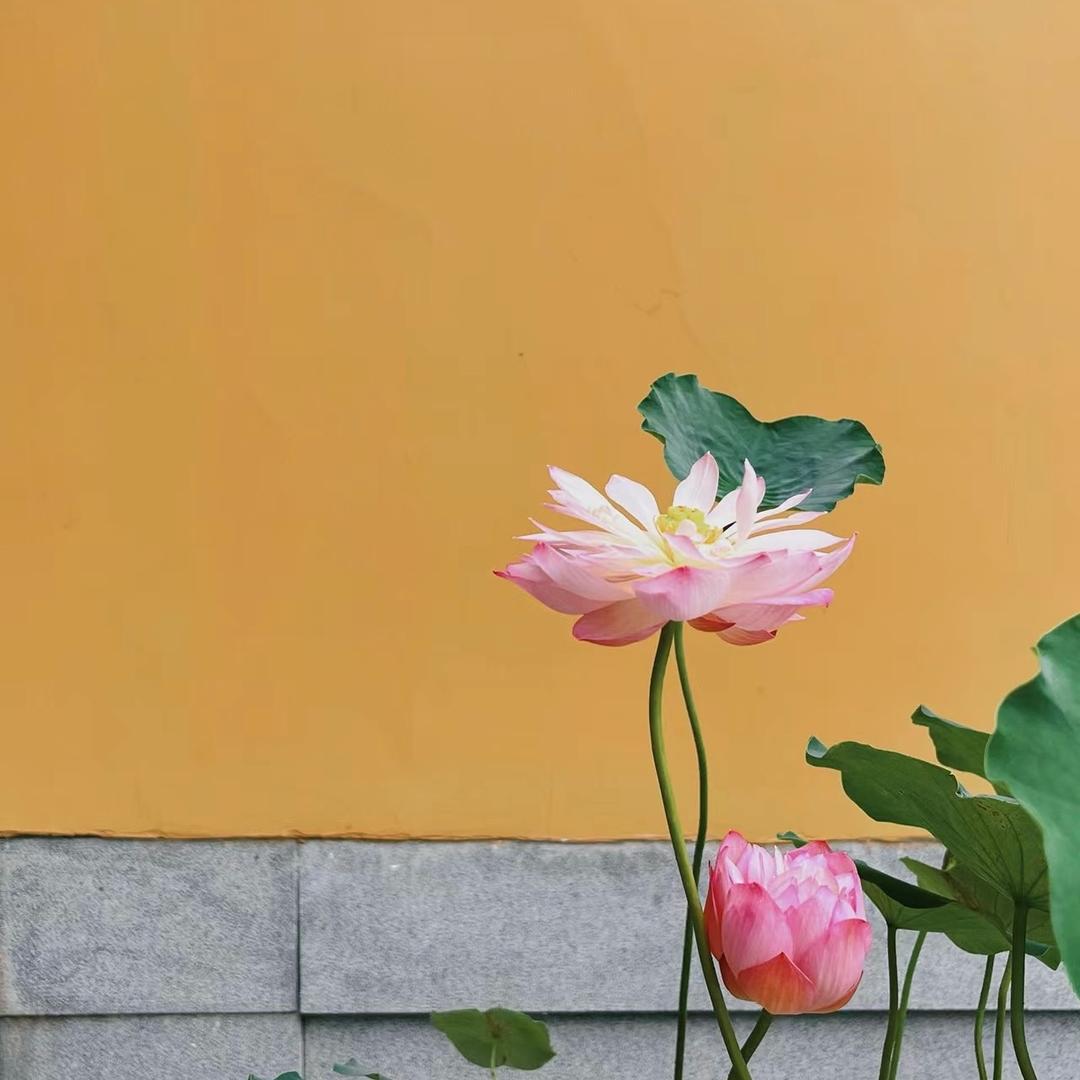 迈子