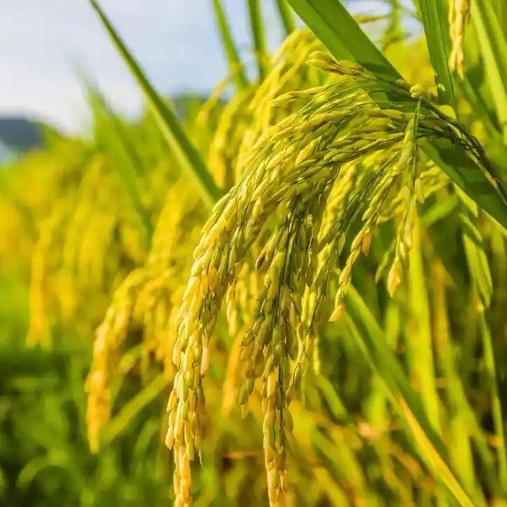 源头大米批发工厂