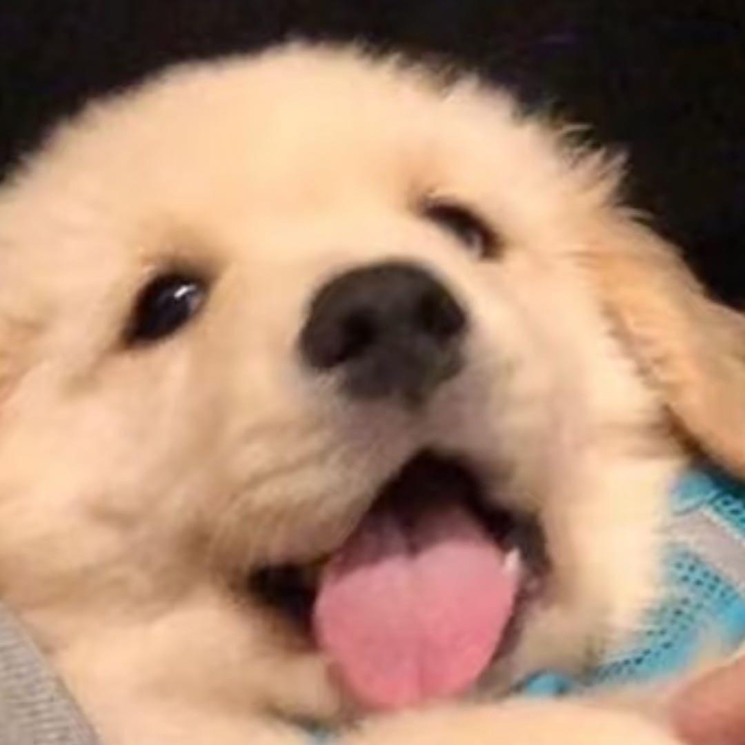 纯情母单sole小蟑螂