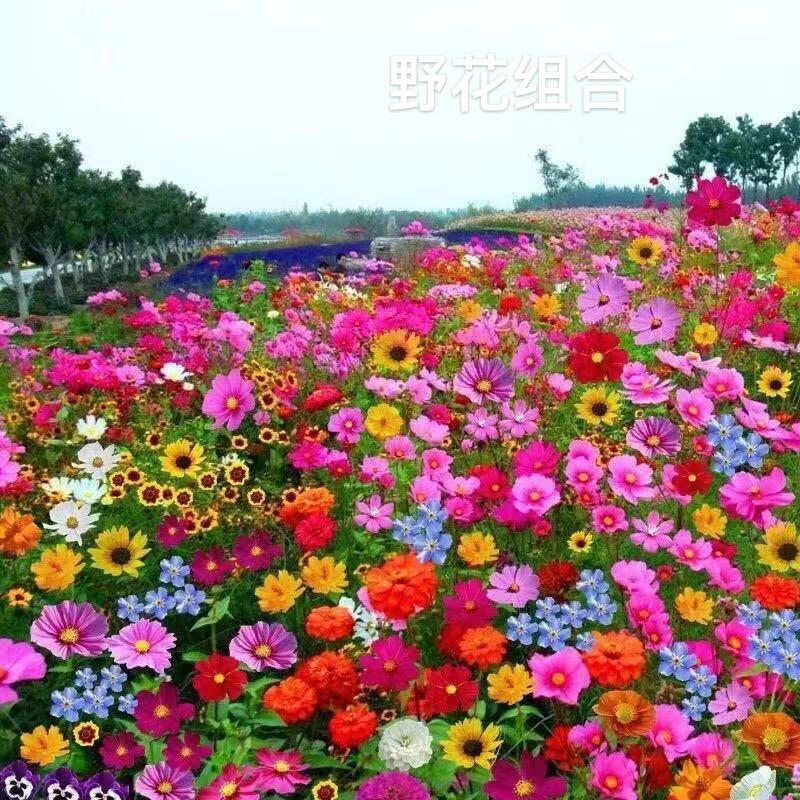 御花源种业