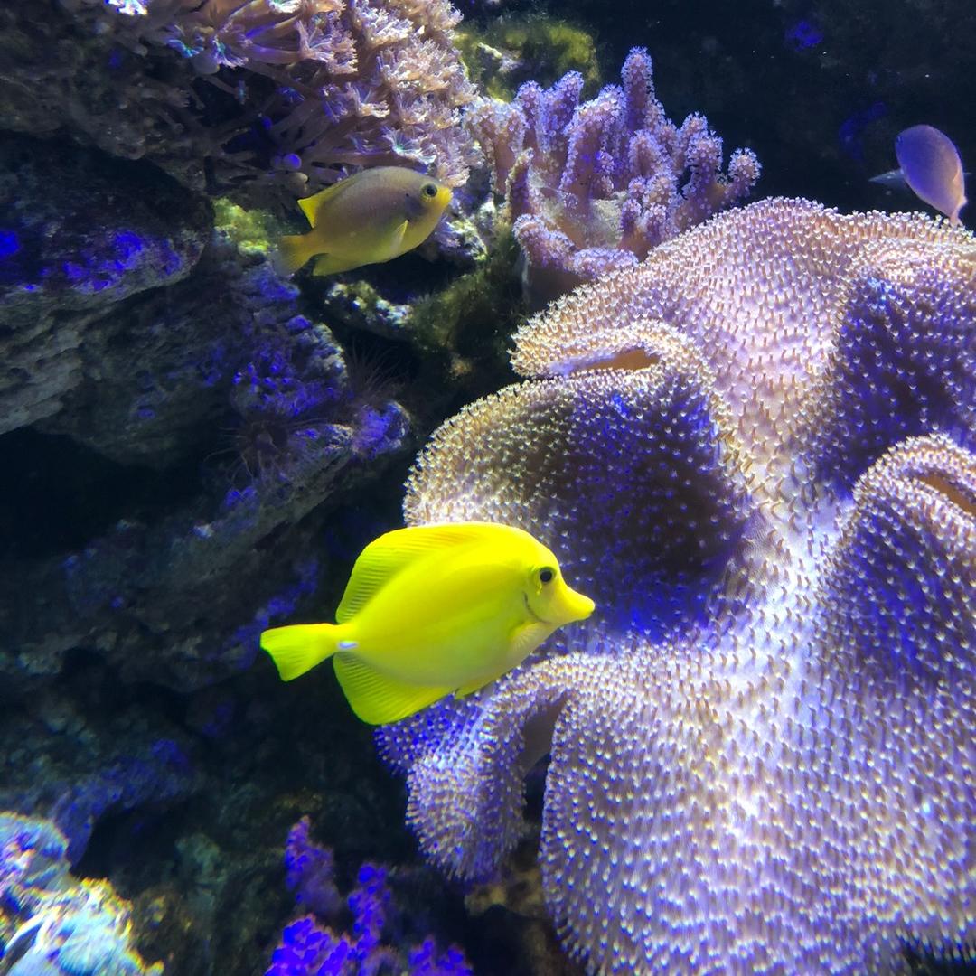 🌈大河小鱼