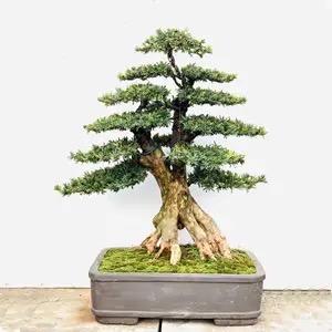 清雅盆景园