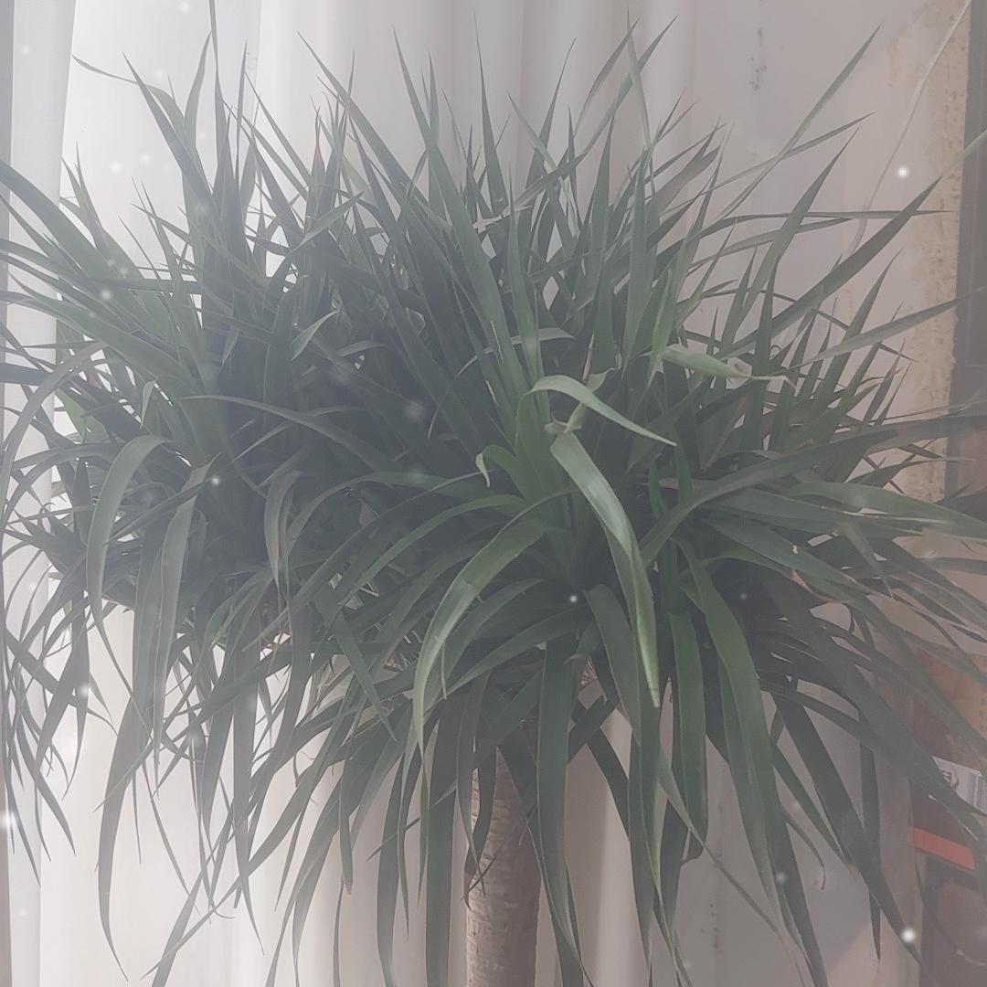 泉友币社的头像