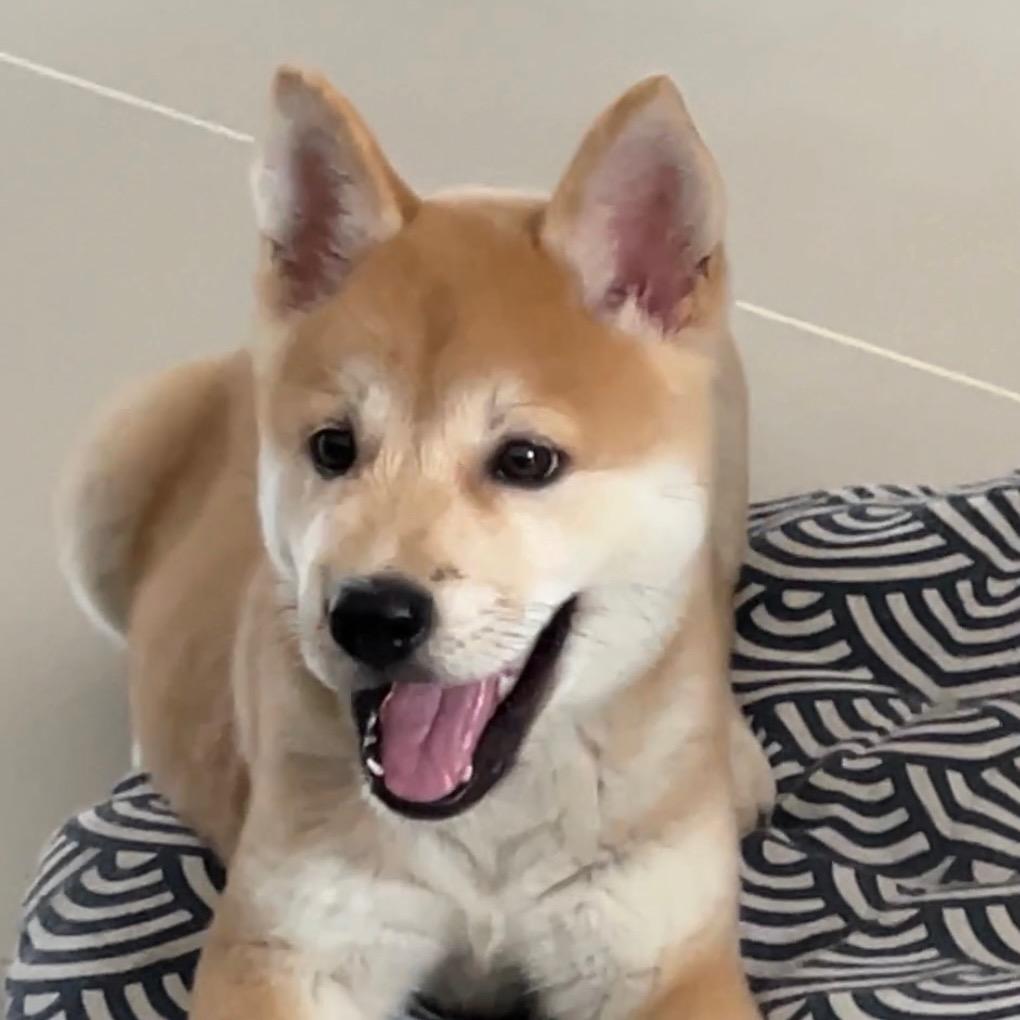 小满超可爱🐕