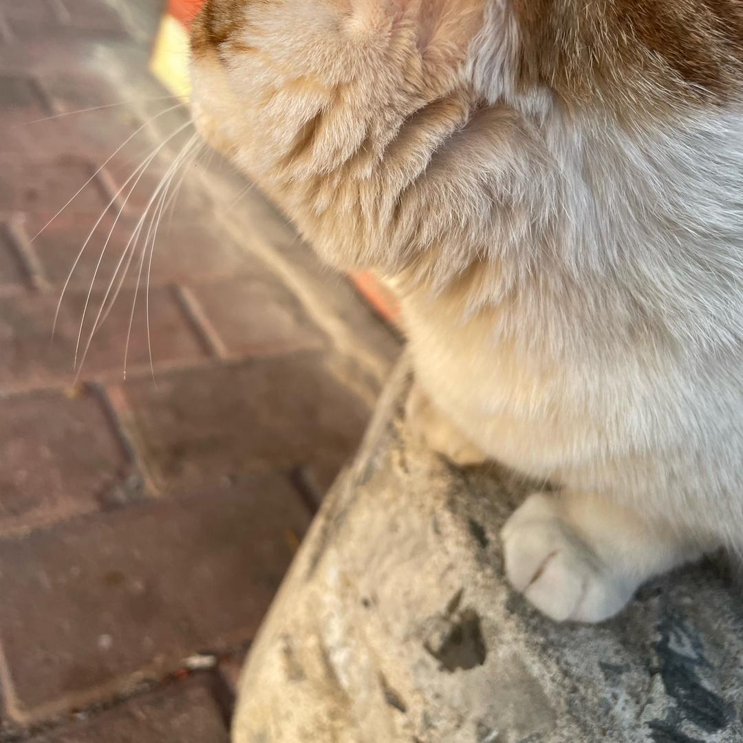 明月