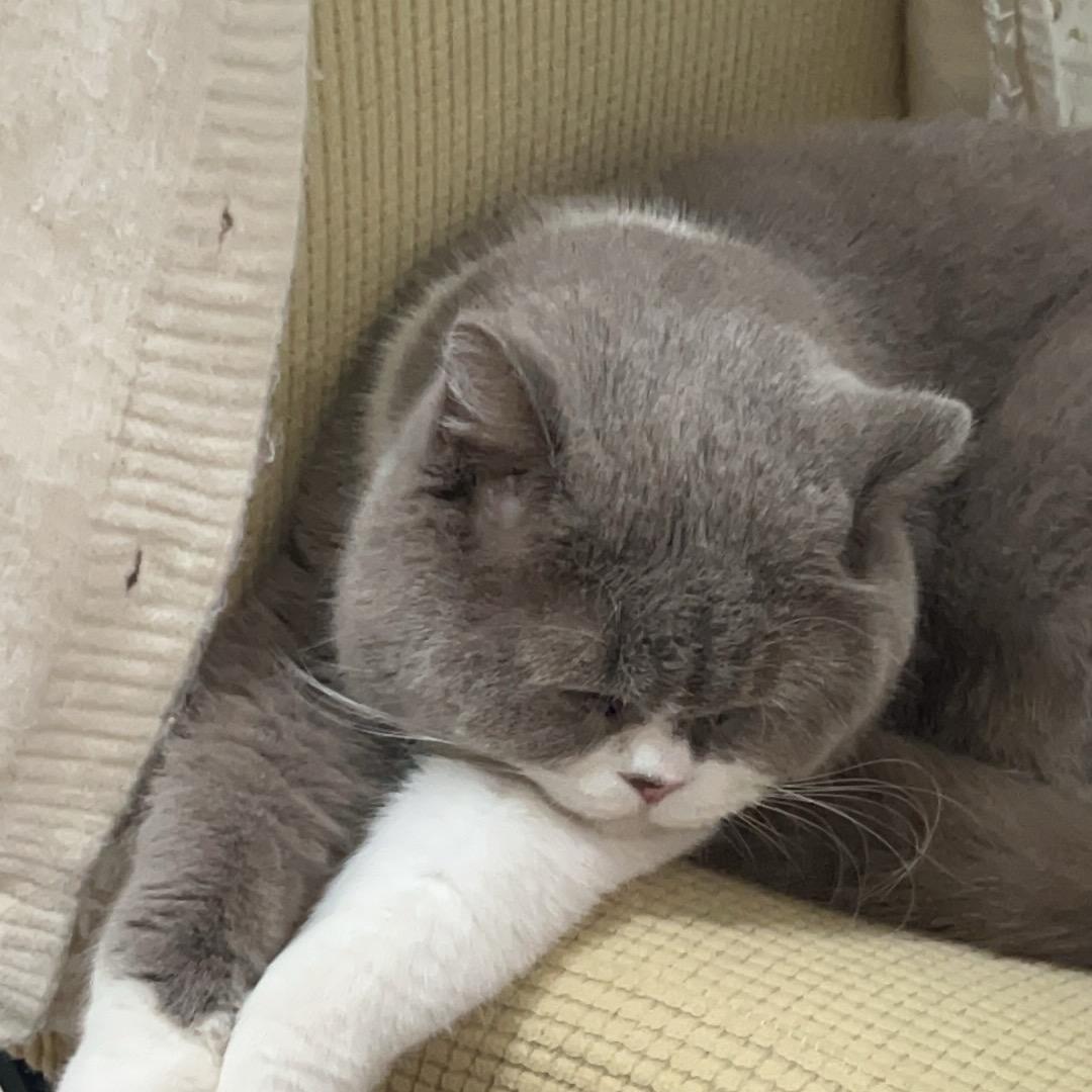 小猫创业记