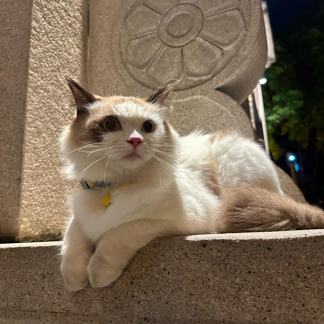 几束鸢尾