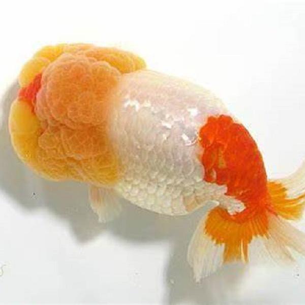 水精灵兰寿金鱼