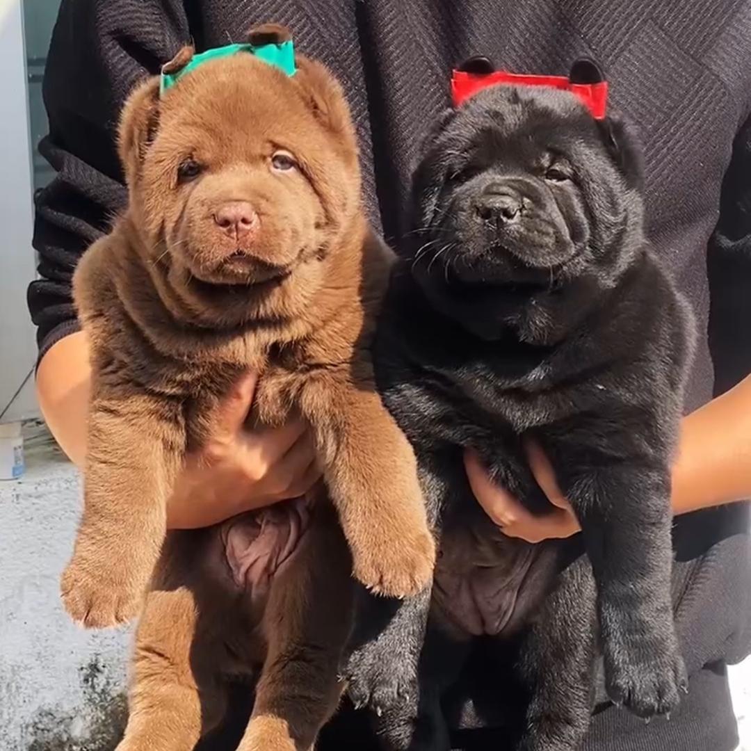 田园犬萌宠（谢老板）