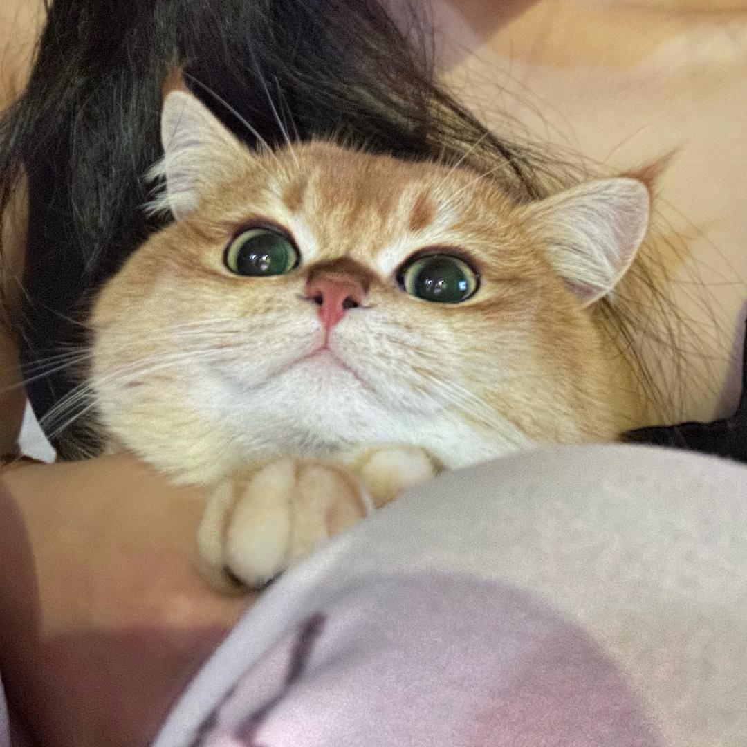 快乐小狗