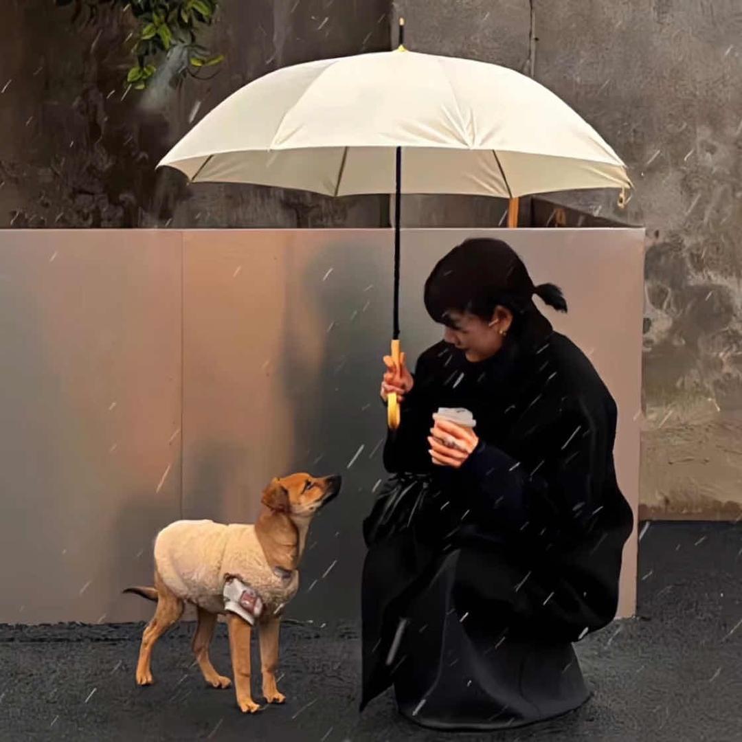 巷子里的猫.