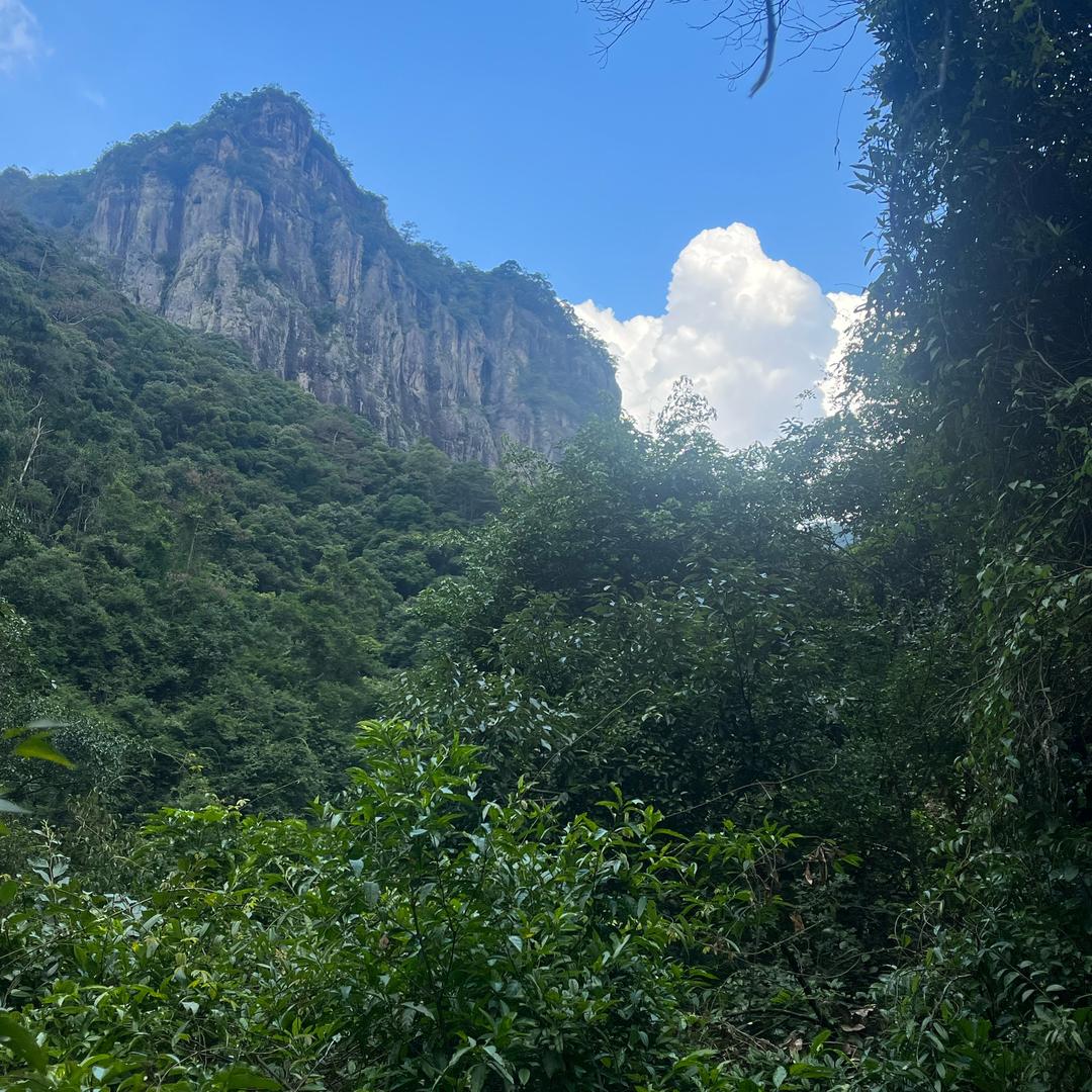 踩姑娘的小蘑菇