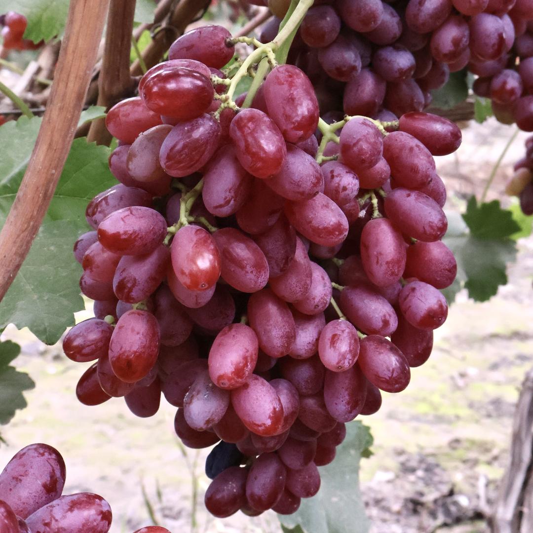 青禾四季果业（克伦生红提）