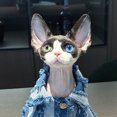 梵夏德文卷毛猫