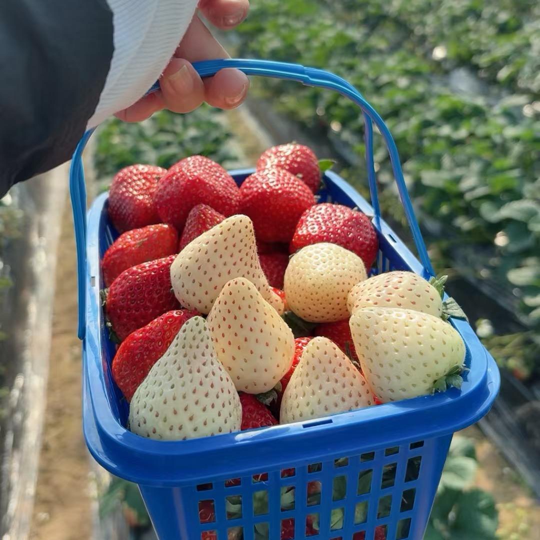 浮桥水东草莓基地🍓