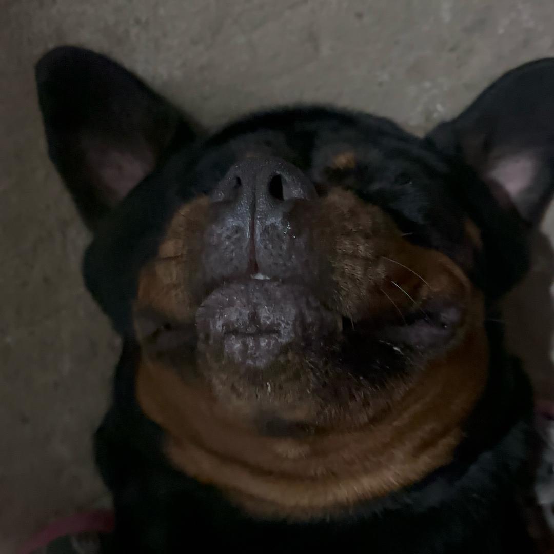 肥咩咩的大兔子