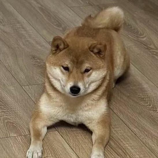 狗狗的快乐生活