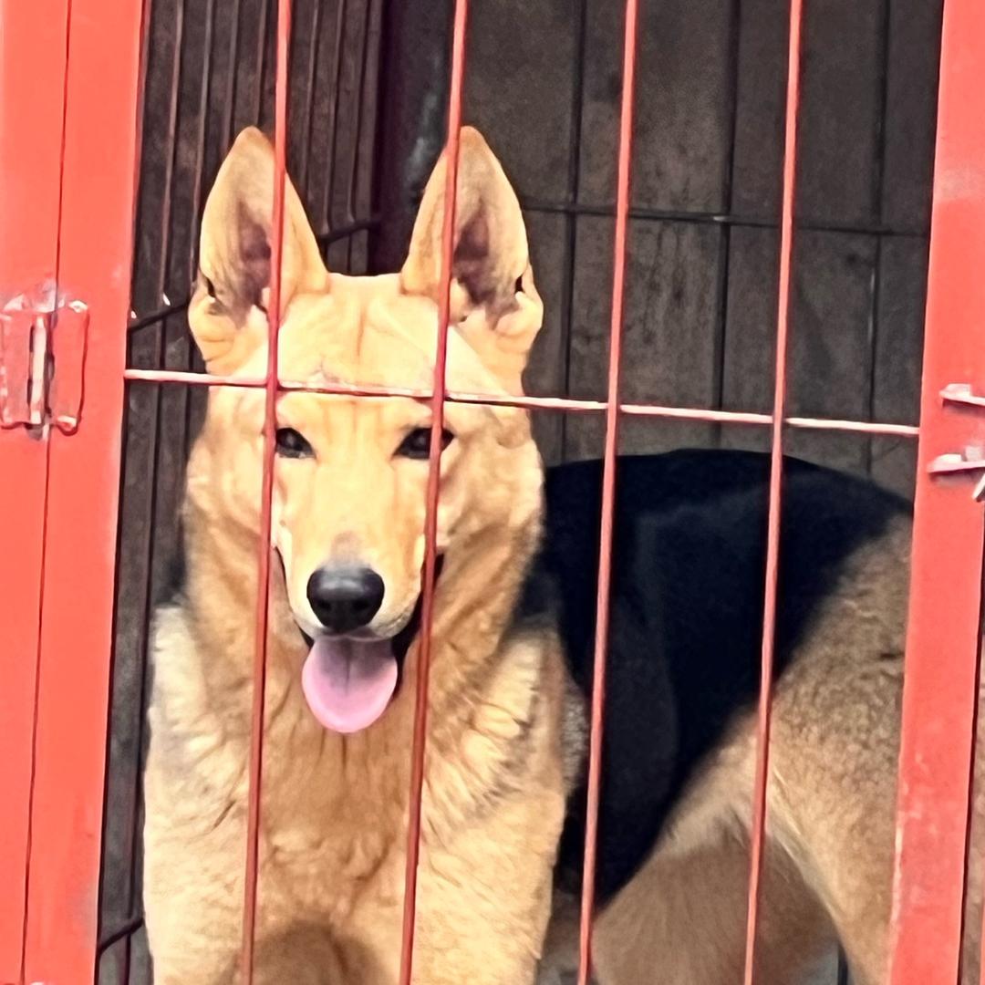 昆明犬•小黑