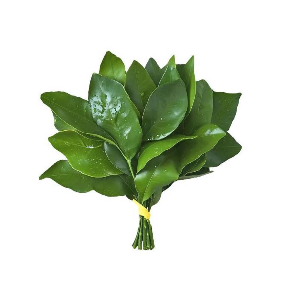 内向大爷