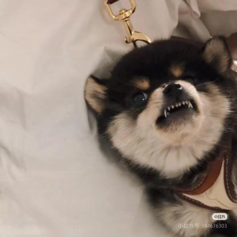 吴聊