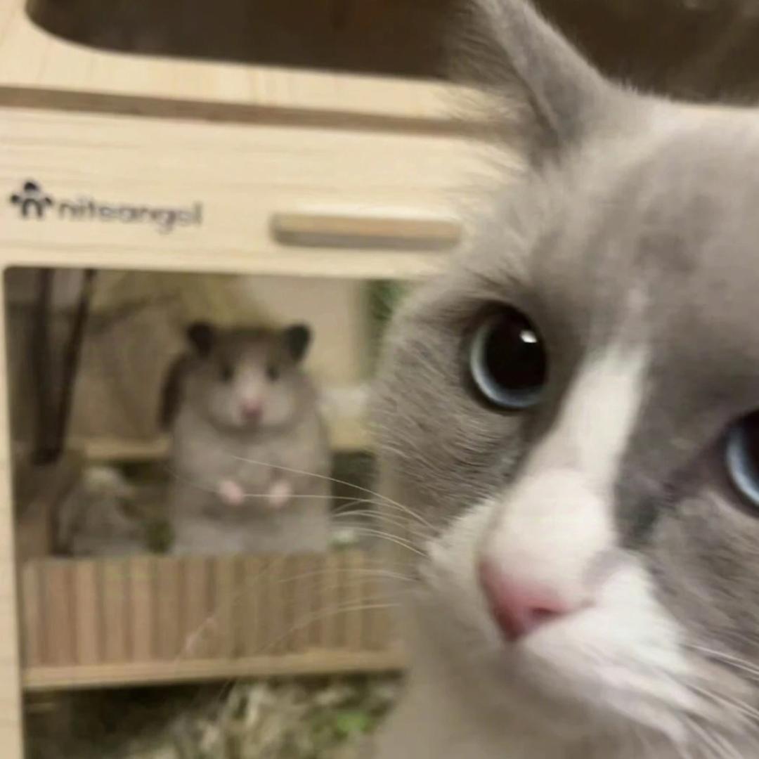 猫澈