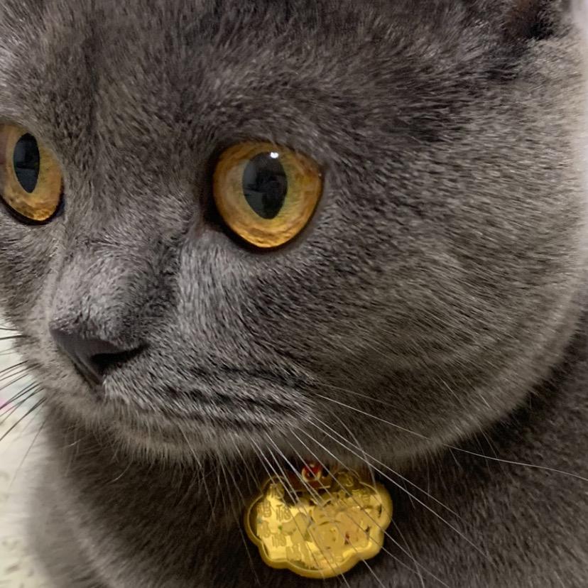 我是王圆圆🐱