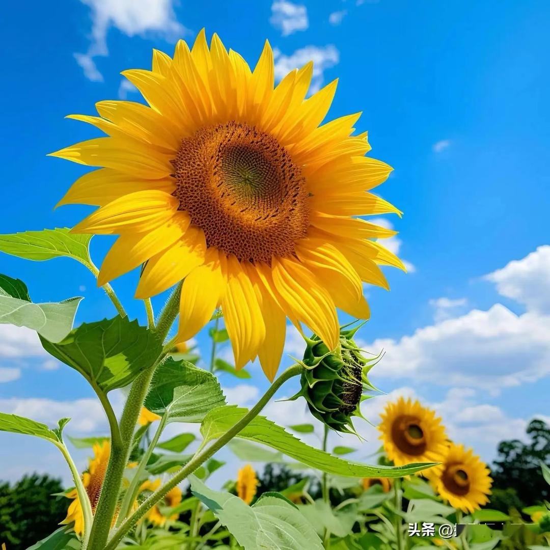 向日葵🌻🌻
