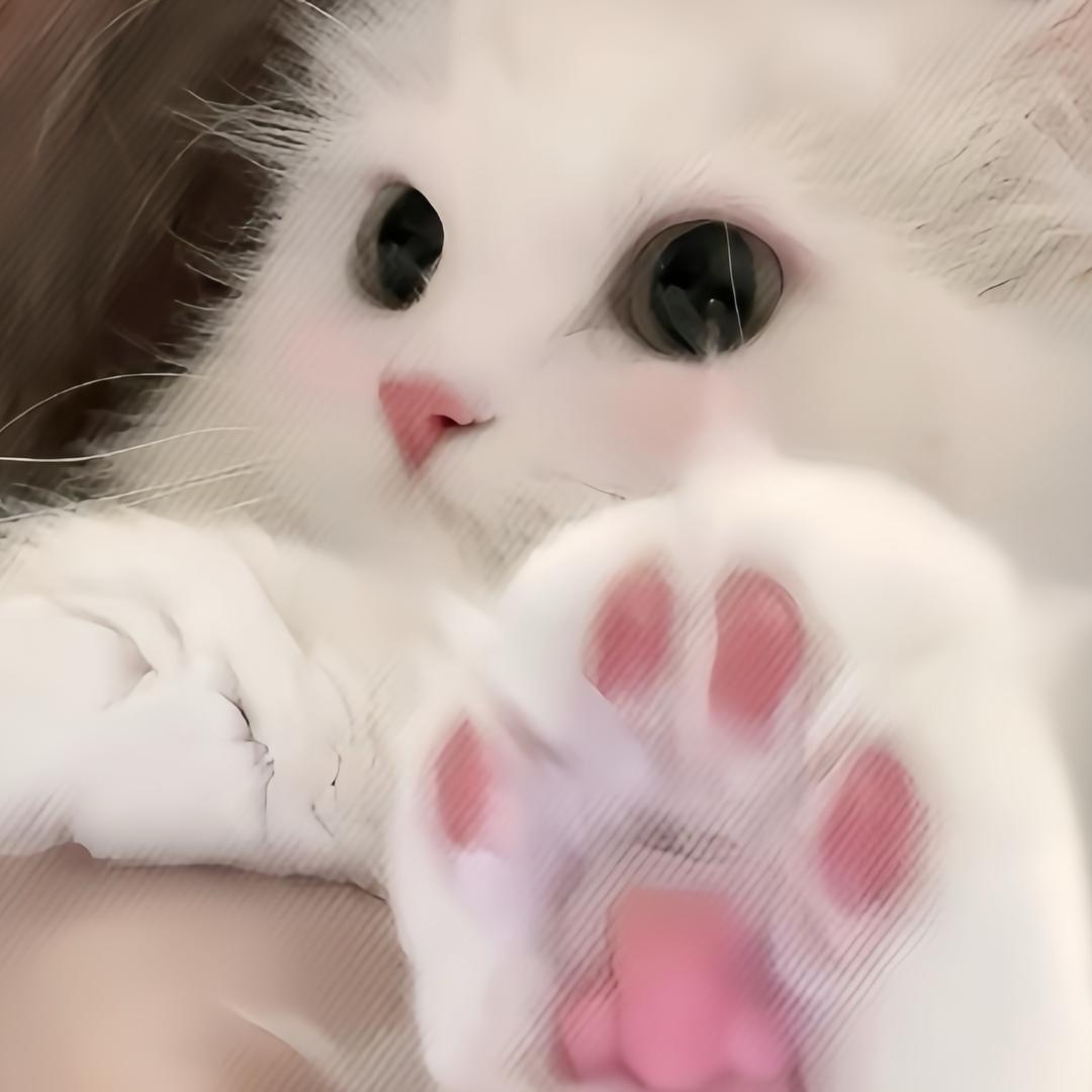 喜欢小猫
