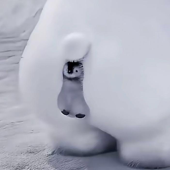 小趴