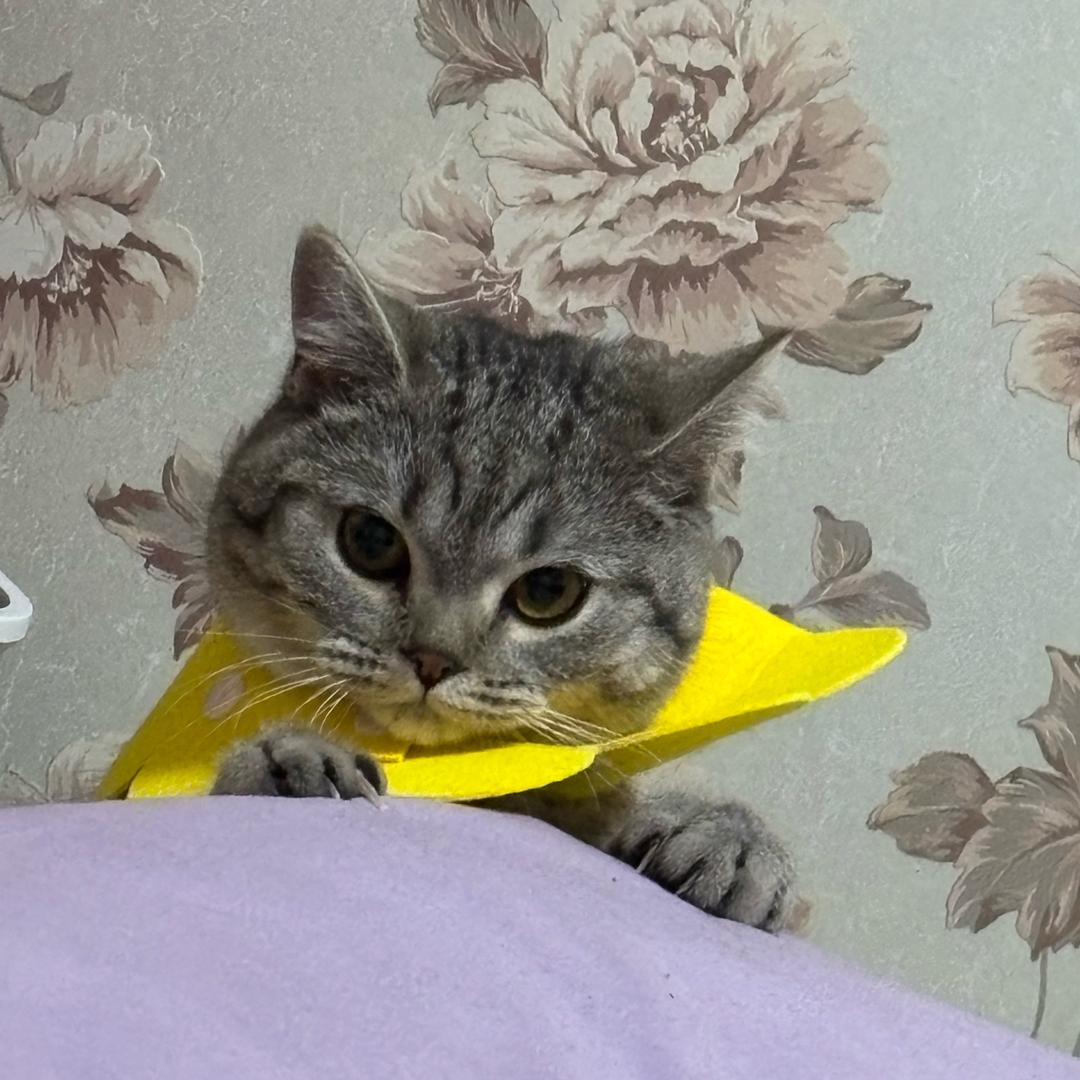 猫条是只猫（考公版）