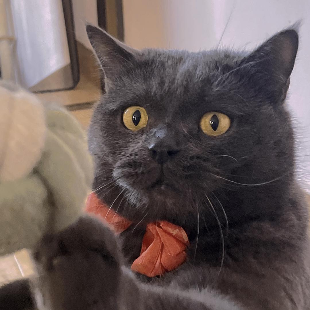 猫哥会耍酷
