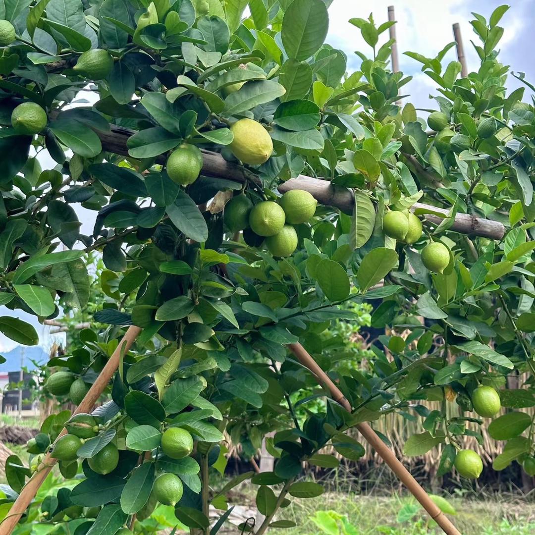 举乐咪来果树苗木专卖店