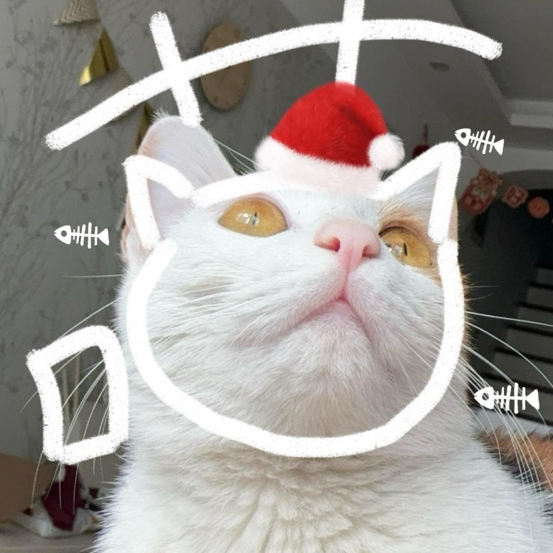 糖宝是只喵🐈