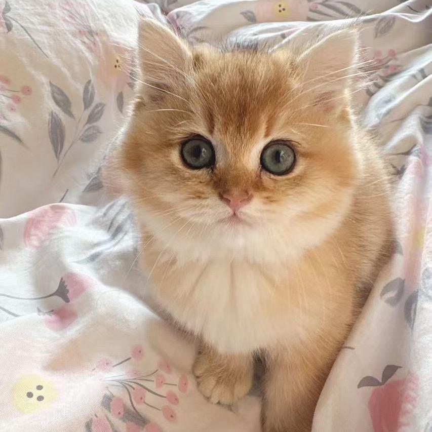 Jackbaby